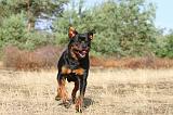 ROTTWEILER 032